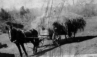 mae dagion on hay wagon-1930s at parkston.jpg